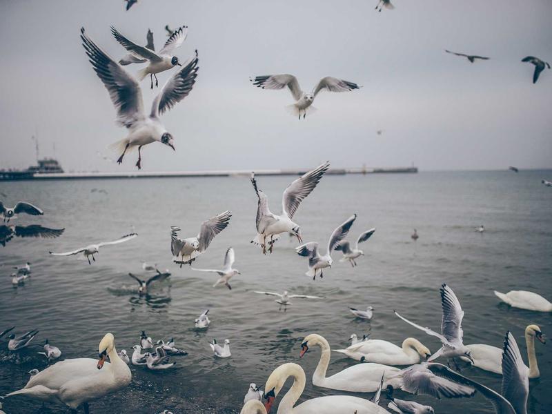 sudoku puzzle book screenshot 6